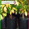 15 litre Poly Planter Bags at Nursery and Garden Supplies - for more info go to old.nurseryandgardensupplies.com.au