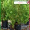 20 litre Tall Poly Planter Bags at Nursery and Garden Supplies - for more info go to old.nurseryandgardensupplies.com.au