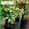 25 litre Poly Planter Bags at Nursery and Garden Supplies - for more info go to old.nurseryandgardensupplies.com.au