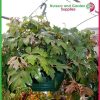 270mm Hanging Baskets Saucerless Green - for more info go to old.nurseryandgardensupplies.com.au