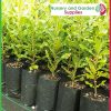 10 litre Tall Poly Planter Bags at Nursery and Garden Supplies - for more info go to old.nurseryandgardensupplies.com.au