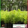 6 litre Tall Poly Planter Bags at Nursery and Garden Supplies - for more info go to old.nurseryandgardensupplies.com.au