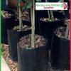 2.5 litre Poly Planter Bags at Nursery and Garden Supplies - for more info go to old.nurseryandgardensupplies.com.au