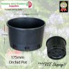 175mm ORCHID Squat Pot - for more info go to old.nurseryandgardensupplies.com.au