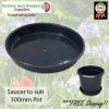 Saucer to suit 300mm Pot - for more info go to old.nurseryandgardensupplies.com.au