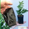 0.5 litre Squat Poly Planter Bags - for more info go to old.nurseryandgardensupplies.com.au